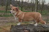 CORGI PEMBROKE 1447